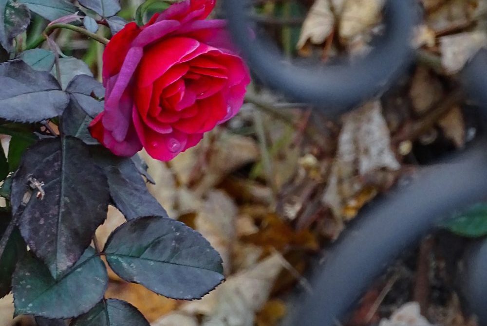 Ökoteam Vorgärten in Graz Blume