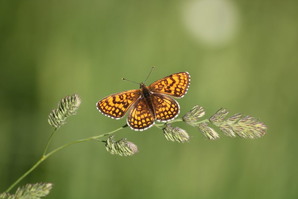 Anita Fuchs Nature Wachtelweizen Scheckenfalter